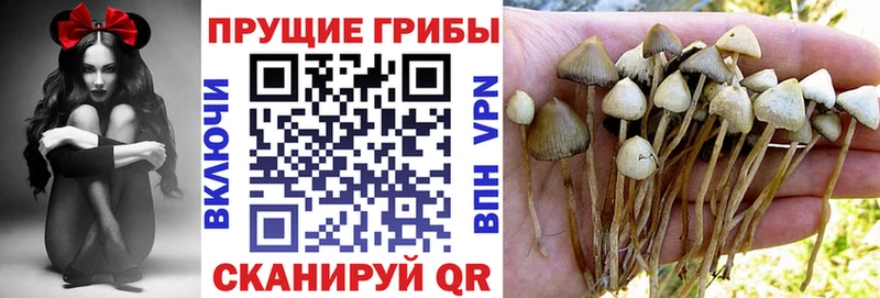 Псилоцибиновые грибы ЛСД купить наркоту Новороссийск